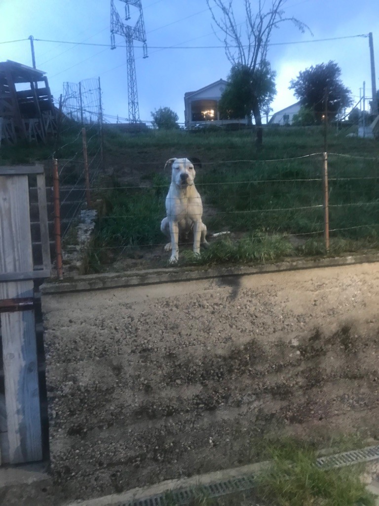 Bella (Sans Affixe)