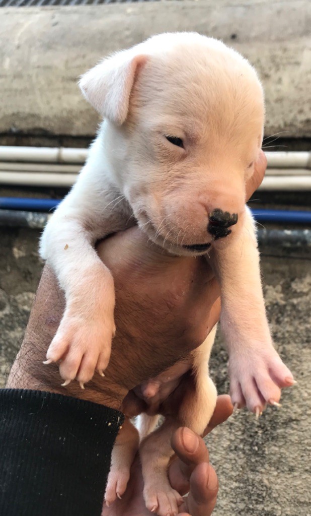 Marcello Bellomo - Chiots disponibles - Dogo Argentino