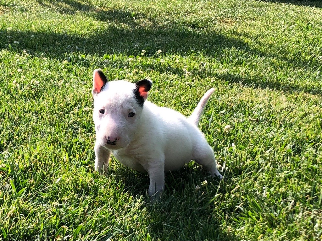 Marcello Bellomo - Chiots disponibles - Bull Terrier